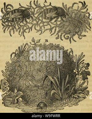 Image d'archive à partir de la page 75 de l'architecture d'insectes (1846) Banque D'Images