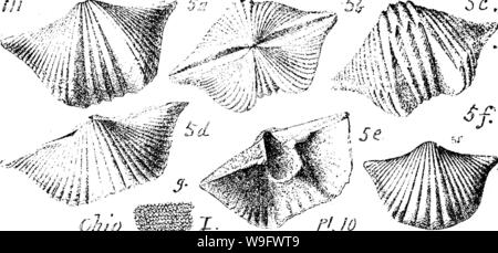 Image d'archive à partir de la page 76 d'un dictionnaire des fossiles Banque D'Images