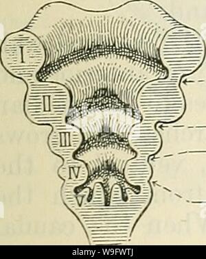 Image d'archive à partir de la page 76 du texte du Cunningham-livre d'anatomie (1914). Cunningham's Text-book d'anatomie cunninghamstextb00cunn Année : 1914 ( Seessel à mi-poche de Rathke cérébrale de l'hémisphère cérébral poucli du péricarde Rudiment du septum transversum rudiment de Foie Vésicule biliaire Pancréas ventral allantoïdien je rudiment | zenker Vitello-conduit intestinal Fig. 57.--Schéma d'une coupe longitudinale de l'axe de l'embryon. diverticules ventraux et dorsaux pour alimentarv partie péritonéale canal de cœlome - - TCloaca loacal Queue-membrane Chorion diverticule de l'intestin . (Après Mall, de modification.) montrant le coeur n'est pas Banque D'Images