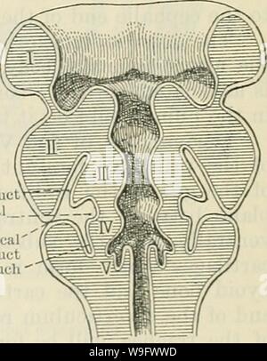 Image d'archive à partir de la page 76 du texte du Cunningham-livre d'anatomie (1914). Cunningham's Text-book d'anatomie cunninghamstextb00cunn Année : 1914 ( Precervical   conduit Branchial Precervical dllct sinus euh pocher Fig. 58.-Schema montrant la formation de l'precervical precervical sinus, le sillon branchial. conduits, et la et la position de l'original de l'ouverture du conduit d'precervical est indiquée par un sillon, le sillon precervical winch disparaît rapidement. Precervical Ike se trouve des vésicules sur le côté de la troisième poche pharyngée, et c'est associé à la deuxième et quatrième reversibles par d'étroites peuvent Banque D'Images