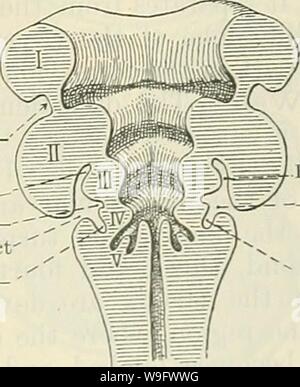 Image d'archive à partir de la page 76 du texte du Cunningham-livre d'anatomie (1914). Cunningham's Text-book d'anatomie cunninghamstextb00cunn Année : 1914 ( 1ère fente ' f = =sn = = -2e bec-de-lièvre Precervical - 3e 4e conduit de bec-de-Precervical   conduit Branchial Precervical dllct euh pocher des sinus Banque D'Images