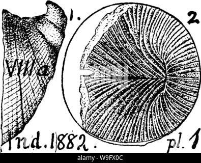 Image d'archive à partir de la page 77 d'un dictionnaire des fossiles Banque D'Images