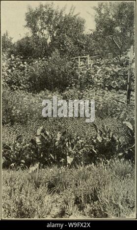 Image d'archive à partir de la page 77 des herbes culinaires ; leur culture, récolte,. Herbes culinaires ; leur culture, récolte, séchage et utilise des culinaryherbsth00kain Année : 1912 ( Prophétie de nombreux plats 66 Toothsome Banque D'Images