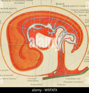 Image d'archive à partir de la page 79 du texte du Cunningham-livre d'anatomie (1914). Cunningham's Text-book d'anatomie cunninghamstextb00cunn Année : 1914 ( Ftg. 61.-Schema montrant stades du développement de la langue maternelle. sont mis au point. Le tuberculum impar soit disparaît ou il forme la partie médiane des deux tiers antérieurs de l'organe. La partie postérieure de la dorsale ou tiers de la langue, qui se trouve dans la paroi antérieure ou ventrale du pharynx 'permanent, est formé à partir de la copule de la deuxième d'arcs. Il résulte de ce qui a été dit de l'oesophage rudiment de Xotochord système respiratoire | Medulla spinalis Banque D'Images