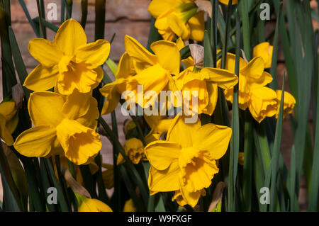 Groupe de Narcissus Quail en bordure d'un mur au printemps Narcissus Quail est une division 7 Jonquilla daffodil Banque D'Images