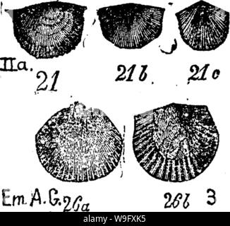 Image d'archive à partir de la page 80 d'un dictionnaire des fossiles Banque D'Images