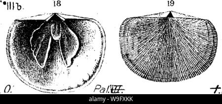 Image d'archive à partir de la page 80 d'un dictionnaire des fossiles Banque D'Images