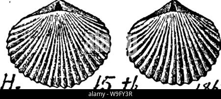 Image d'archive à partir de la page 82 d'un dictionnaire des fossiles Banque D'Images