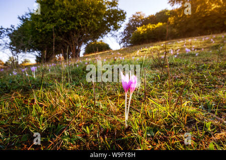 Une fleur sur la petite colline près de Kornbuehl Burladingen Banque D'Images