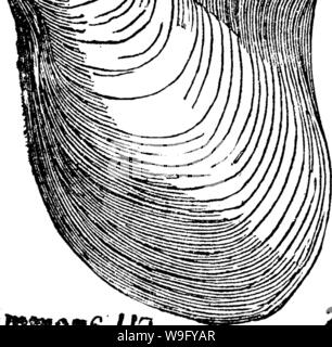 Image d'archive à partir de la page 83 d'un dictionnaire des fossiles Banque D'Images