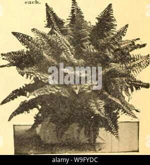 Image d'archive à partir de la page 83 de la Chalp farm & Garden annuelle. Currie's farm & jardin : printemps 1922 annuel 47e année curriesfarmgarde19dev. 5 Année : 1922 ( La Belle fougère plume. Fougère plume. Une fenêtre pour boîtes ou paniers suspendus. Le feuillage est dense, composé de vert brillant, gracieuses branches tombantes. C'est une plante très utile, être de culture facile, les sprays de quatre à cinq pieds de plus en plus longtemps. Une fois coupé, les sprays de conserver leur fraîcheur pour une durée inhabituelle de temps. 30c : eacli 3 pour 75c ; les plus grandes plantes 50c et 75c chacune. Fougères. AVhItmanll Fernâ ou plume Autruche frondes ' Banque D'Images