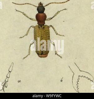 Image d'archive à partir de la page 84 de Insekten der Schweiz, die vorzueglichsten Banque D'Images