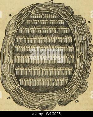 Image d'archive à partir de la page 85 de l'architecture d'insectes (1846) Banque D'Images