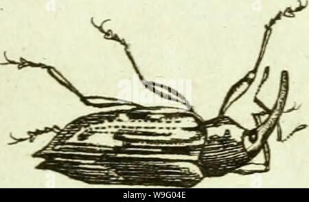 Image d'archive à partir de la page 86 de [Curculionidae] (1800) Banque D'Images