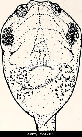 Image d'archive à partir de la page 87 de l'herpétologie actuel (2000) Banque D'Images