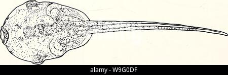 Image d'archive à partir de la page 87 de l'herpétologie actuel (2000) Banque D'Images