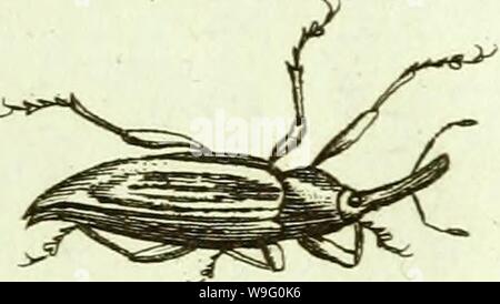 Image d'archive à partir de la page 88 du [Curculionidae] (1800) Banque D'Images