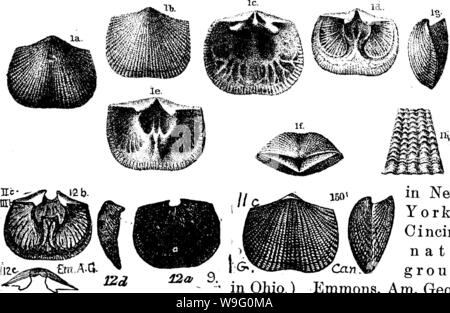 Image d'archive à partir de la page 88 d'un dictionnaire des fossiles Banque D'Images