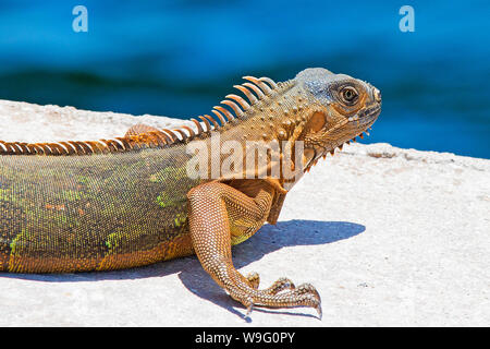 Un iguane vert photographié dans les Keys de la Floride près de la Seven Mile Bridge le 28 avril 2018. Banque D'Images