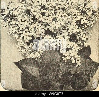 Image d'archive à partir de la page 88 de Currie's Farm et jardin annuel. Currie's Farm et le jardin de printemps annuel : 1921 46e année curriesfarmgarde19dev. 4 Année : 1921 tubes (-floraison Currant. Une classe de plantes hautement appréciés pour leur croissance, fin feuillage et de belles fleurs. Élégant et habitude de Aureuin-une variété en fleurs ; les fleurs jaune. Chaque 50c ; pour douz. 5,00 $. ROSES POUR L'agglomération. Variétés résistantes et hautement souhaitable d'arbustes ornementaux dans la frontière. Rosa Rugosa Rubra-belle crimson fleurs simples pro- duit en grande abondance et réussi par de grandes baies rouges ; Très ornemental. Chaque 85c ; Banque D'Images