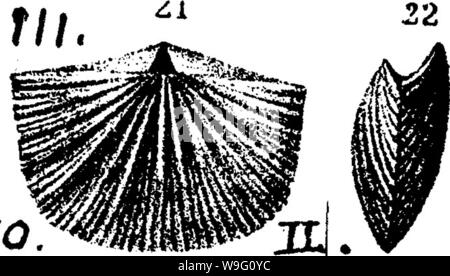 Image d'archive à partir de la page 89 d'un dictionnaire des fossiles Banque D'Images