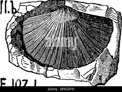 Image d'archive à partir de la page 89 d'un dictionnaire des fossiles Banque D'Images