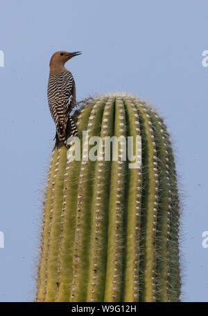 Un Gila Woodpecker (Melanerpes uropygialis) est perché sur le sommet d'un cactus Saguaro Chez Catalina State Park en Arizona Banque D'Images