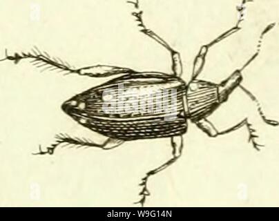 Image d'archive à partir de la page 90 de [Curculionidae] (1800) Banque D'Images