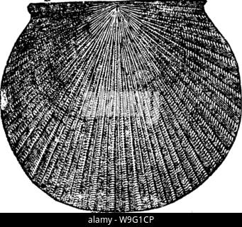 Image d'archive à partir de la page 92 d'un dictionnaire des fossiles Banque D'Images