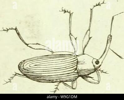 Image d'archive à partir de la page 92 de [Curculionidae] (1800) Banque D'Images