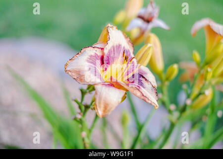 Un violet, rose et jaune Hemerocallis lily, Liliam, avec des boutons de fleurs. USA. Banque D'Images