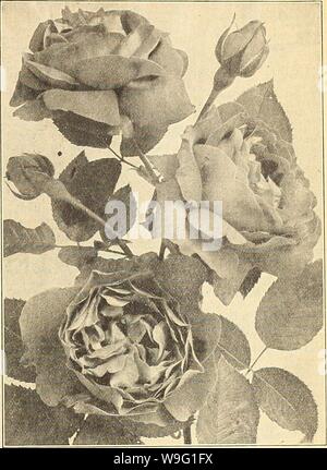 Image d'archive à partir de la page 92 de Currie's Farm et jardin annuel. Currie's Farm et le jardin de printemps annuel : 1920 45e année curriesfarmgarde19dev. 3 Année : 1920 ( LISTE DE ROSES, etc., pour 1920. 87 ROSES PERPÉTUEL HYBRIDE.S-tous parfaitement Hardy. La baronne Rothchlld-immense, riche de fleurs globuleuses rose satiné, très vig-orous et une barboteuse. Baronne de Bonstetten-noirâtre velouté cramoisi, très grand, dou- ble, fleurs parfumées, forte, puissante producteur. Frau Karl Druscliki-l'idéal hardy rose blanche, forme parfaite, une très gratuitement bloomer. Général Jacqueminot-brillant rouge velouté, l'un des plus connus ros Banque D'Images