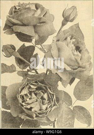 Image d'archive à partir de la page 92 de Currie's Farm et jardin annuel. Currie's Farm et le jardin de printemps annuel : 1919 44e année curriesfarmgarde curr192 Année : 1919 ( LISTE DES ROSES POUR 1919. ROSES 87 PERPETUAIS HYBRIDE-AU parfaitement Hardy. La baronne Rotlichilrt-immense, riche de fleurs globuleuses rose satiné, très vigoureux et un bloomer iree. Baronne &lt;le Bonstetten-noirâtre velouté cramoisi, très grand, dou- ble, fleurs parfumées, forte, puissante producteur. Frau Karl Druscliki-l'idéal hardy rose blanche, forme parfaite, une très gratuitement bloomer. Général Jaeaiieniinot-brillant rouge velouté, l'un des plus connus roses Banque D'Images