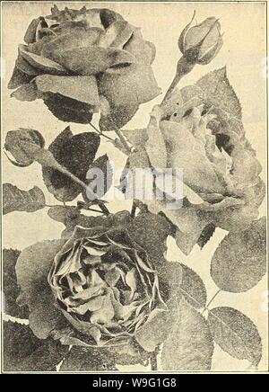 Image d'archive à partir de la page 92 de Currie's Farm et jardin annuel. Currie's Farm et le jardin de printemps annuel : 1921 46e année curriesfarmgarde19dev. 4 Année : 1921 ( LISTE DE ROSES, etc., pour 1921. 87 ROSES forme parfaite, le plus connu d'un grand et beau- RothschildâImmense La Baronne, fleurs globuleuses rose satiné riche, très vigoureux et une barboteuse. Baronne de BonstcttcnâVelvety pourpre noirâtre, très grand, dou- ble, fleurs parfumées, string, vigoureux producteur. DruschkiâThe Fran Karl hardy idéal rose blanche, très tiruenii JacqueminotâBrilliant libre. bloomer rouge velouté, l'un de roses cultivées, fr Banque D'Images