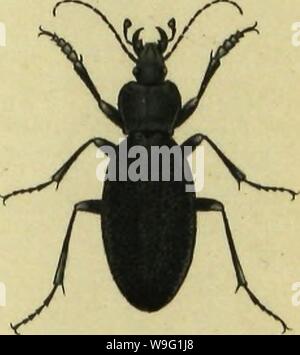 Image d'archive à partir de la page 92 de Insekten der Schweiz, die vorzueglichsten Banque D'Images