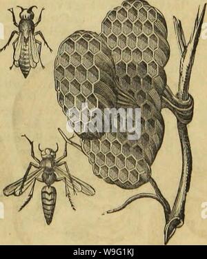 Image d'archive à partir de la page 92 de l'architecture d'insectes (1846) Banque D'Images