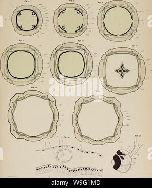 Image d'archive à partir de la page 92 de la cuboméduses (1898) Banque D'Images