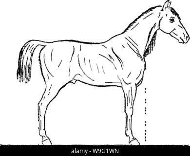 Image d'archive à partir de la page 93 de Points du cheval ; un Banque D'Images