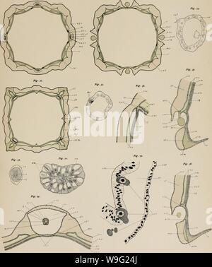 Image d'archive à partir de la page 94 de la cuboméduses (1898) Banque D'Images