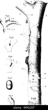 Image d'archive à partir de la page 96 de l'olive de sa culture Banque D'Images