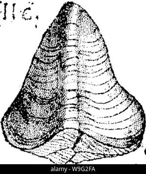 Image d'archive à partir de la page 97 d'un dictionnaire des fossiles Banque D'Images