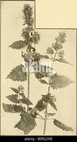 Image d'archive à partir de la page 97 des herbes culinaires ; (1912) Banque D'Images