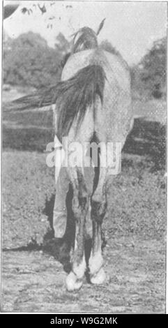 Image d'archive à partir de la page 97 de Points du cheval ; un Banque D'Images
