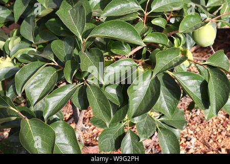 Plaqueminier de branches d'arbre avec des feuilles vertes et des fruits immatures encore Banque D'Images