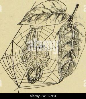 Image d'archive à partir de la page 98 du American araignées et leurs spinning
