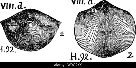 Image d'archive à partir de la page 99 d'un dictionnaire des fossiles Banque D'Images