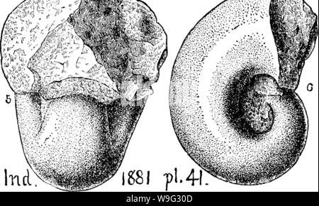 Image d'archive à partir de la page 99 d'un dictionnaire des fossiles Banque D'Images