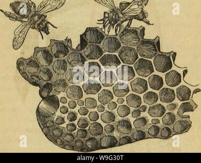 Image d'archive à partir de la page 98 de l'architecture d'insectes (1846)