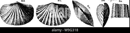 Image d'archive à partir de la page 99 d'un dictionnaire des fossiles Banque D'Images