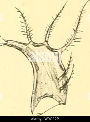 Image d'archive à partir de la page 99 de Cumacea (Sympoda) (1913) Banque D'Images